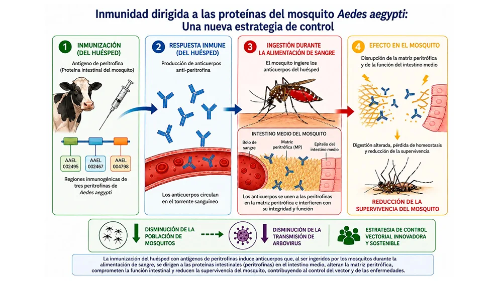 2026-09-09 Dengue CONICET Infografía