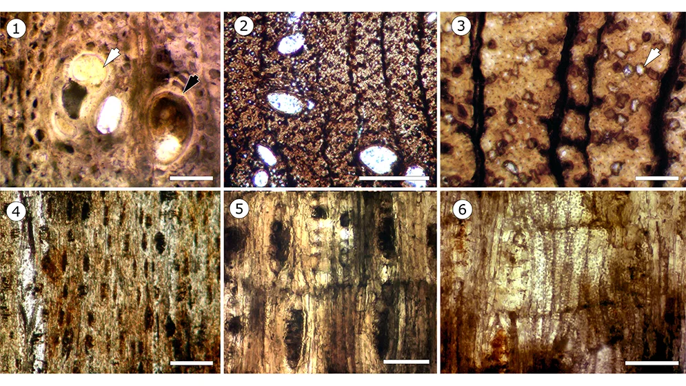 2.-Fotos-microscopios-optico-2