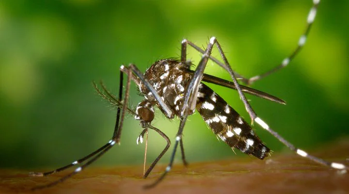 2026-09-09 Dengue CONICET 01