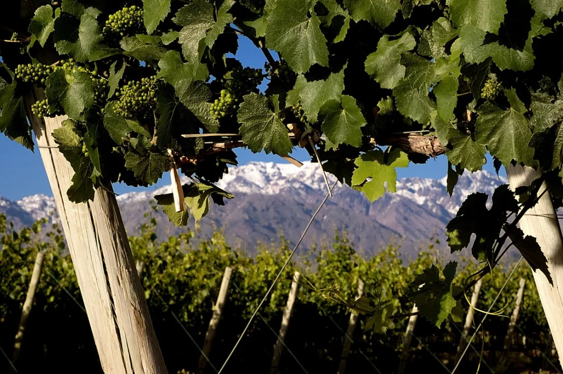 vino