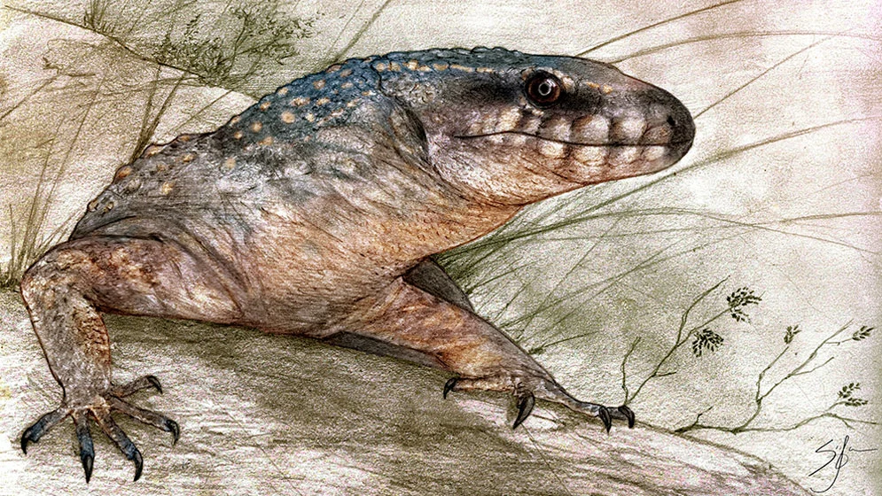Paleoteius-1